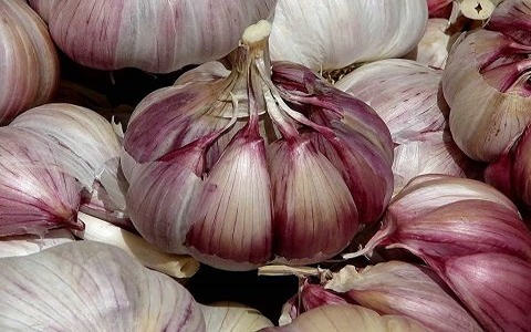 تصویر 1 از قیمت سیر قرمز صادراتی با کیفیت ارزان + خرید عمده